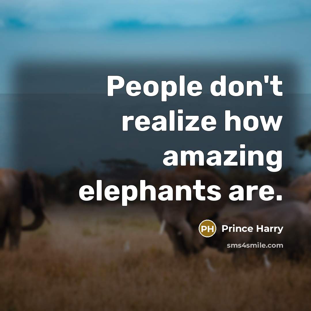 “People don't realize how amazing elephants are.…” quote by Prince Harry