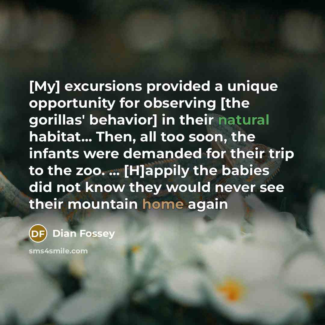 “[My] excursions provided a unique opportunity for observing [the gorillas' behavior] in their natural habitat... Then, all too soon, the infants were demanded for their trip to the zoo. ... [H]appily the babies did not know they would never see their mountain home again” quote by Dian Fossey