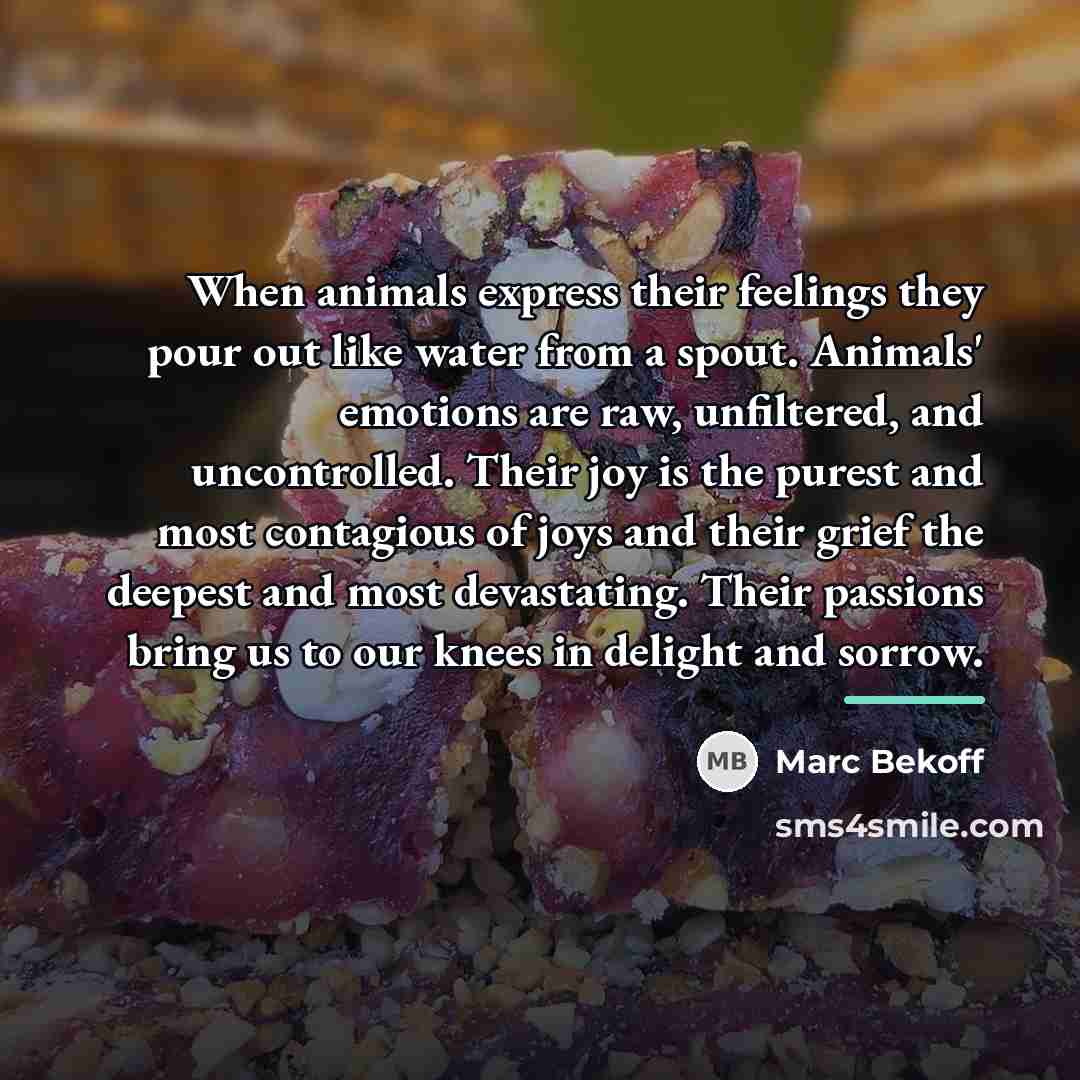 “When animals express their feelings they pour out like water…” quote by Marc Bekoff