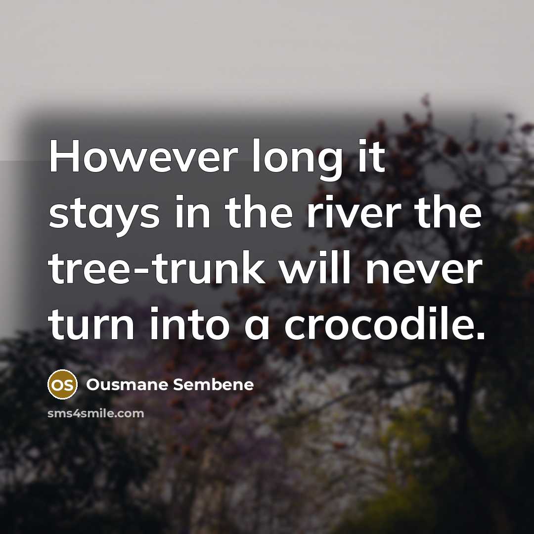“However long it stays in the river the tree-trunk will…” quote by Ousmane Sembene
