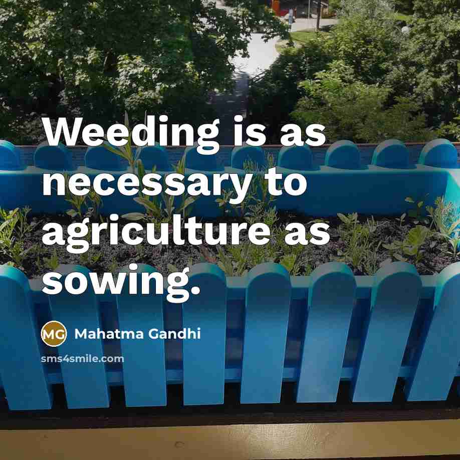 “Weeding is as necessary to agriculture as sowing.…” quote by Mahatma Gandhi