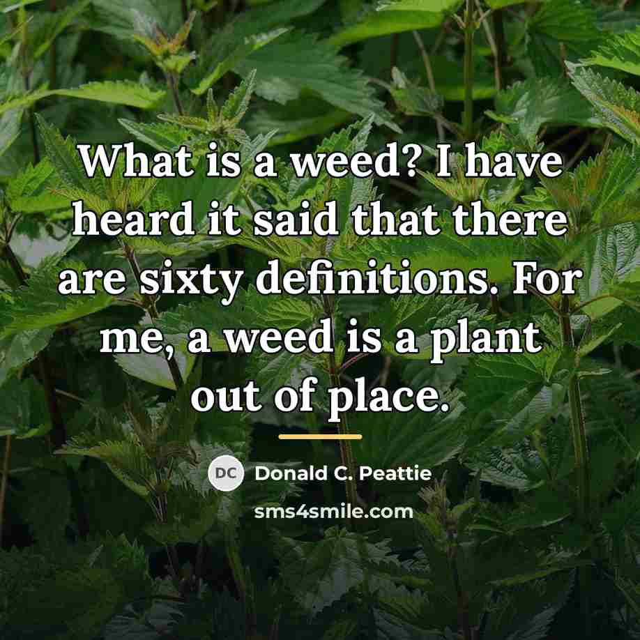 “What is a weed? I have heard it said that…” quote by Donald C. Peattie