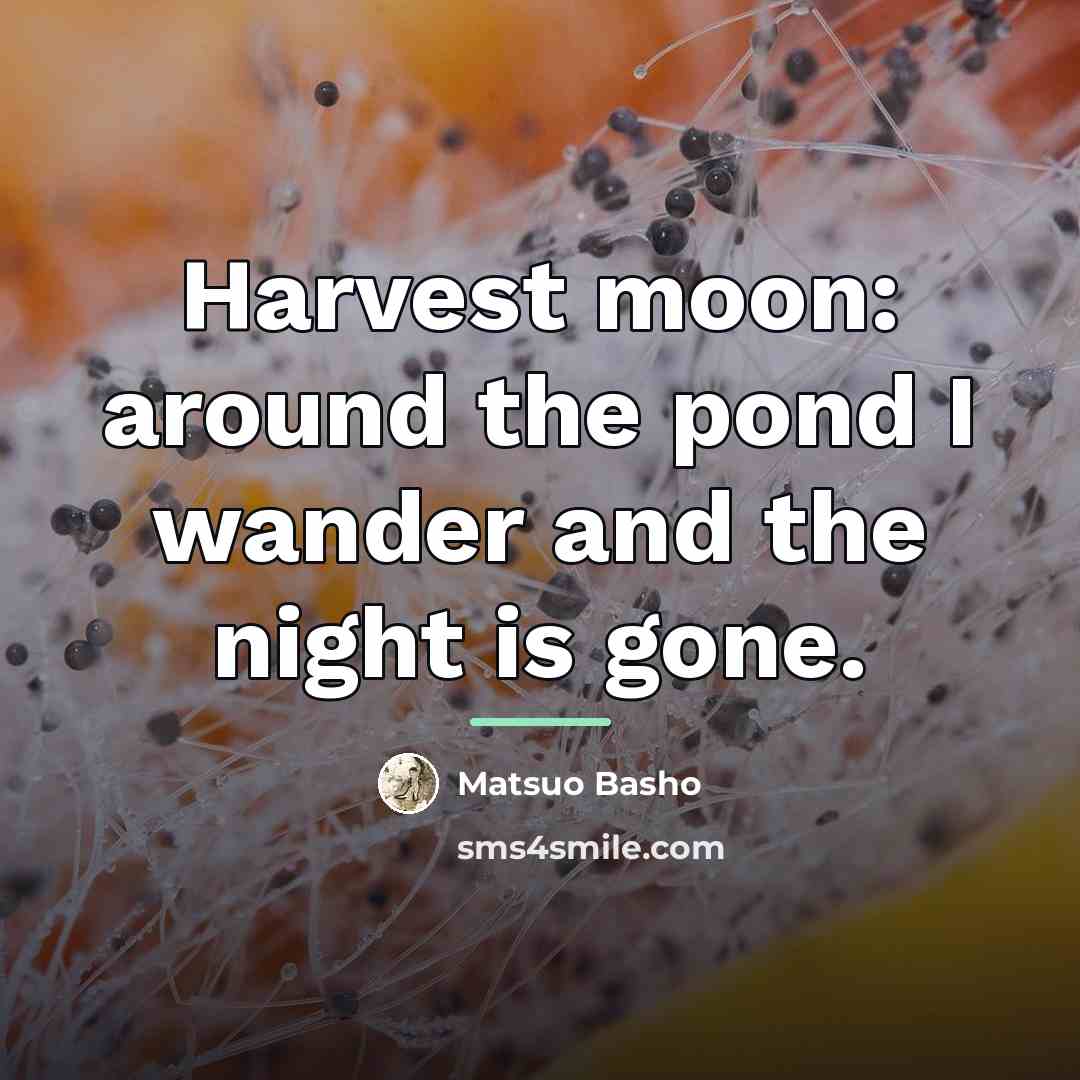 “Harvest moon: around the pond I wander and the night…” quote by Matsuo Basho