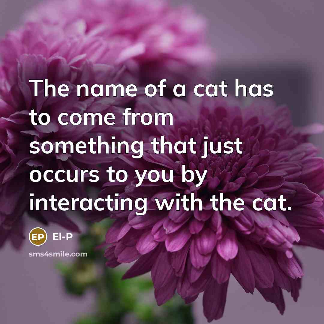 “The name of a cat has to come from something…” quote by El-P
