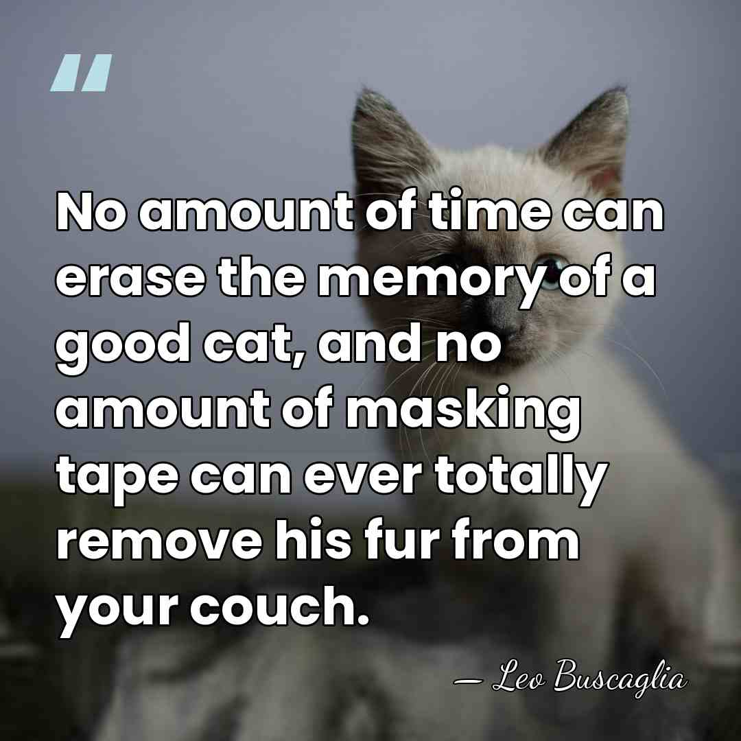 No amount of time can erase the memory of a good cat,&hellip; - Leo Buscaglia