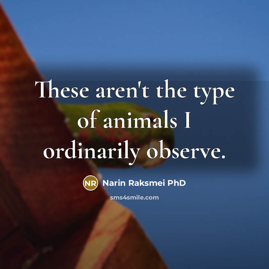 “These aren't the type of animals I ordinarily observe.…” quote by Narin Raksmei PhD