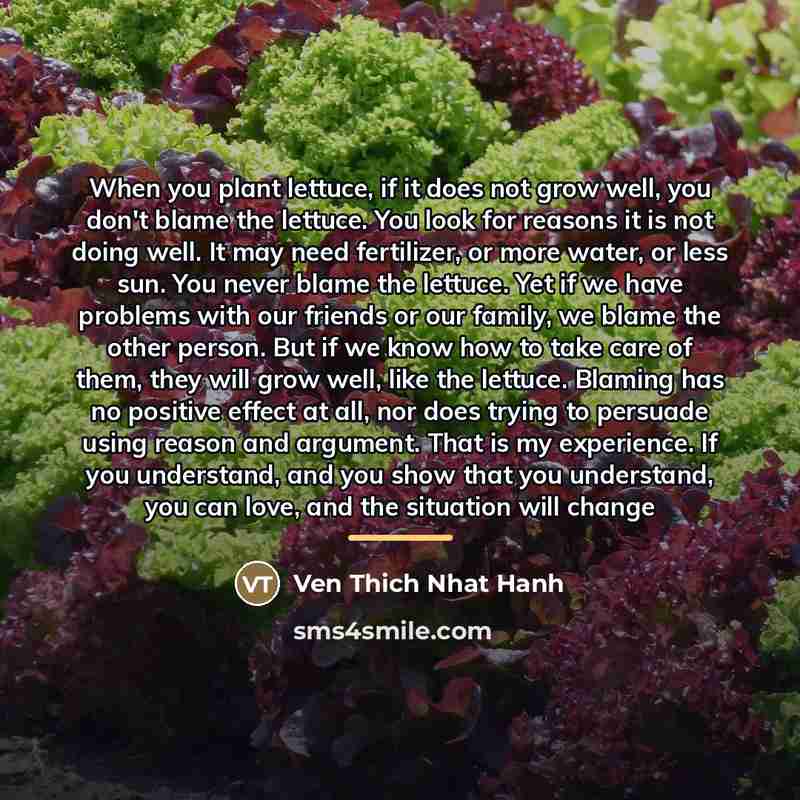 “When you plant lettuce, if it does not grow well,…” quote by Ven Thich Nhat Hanh