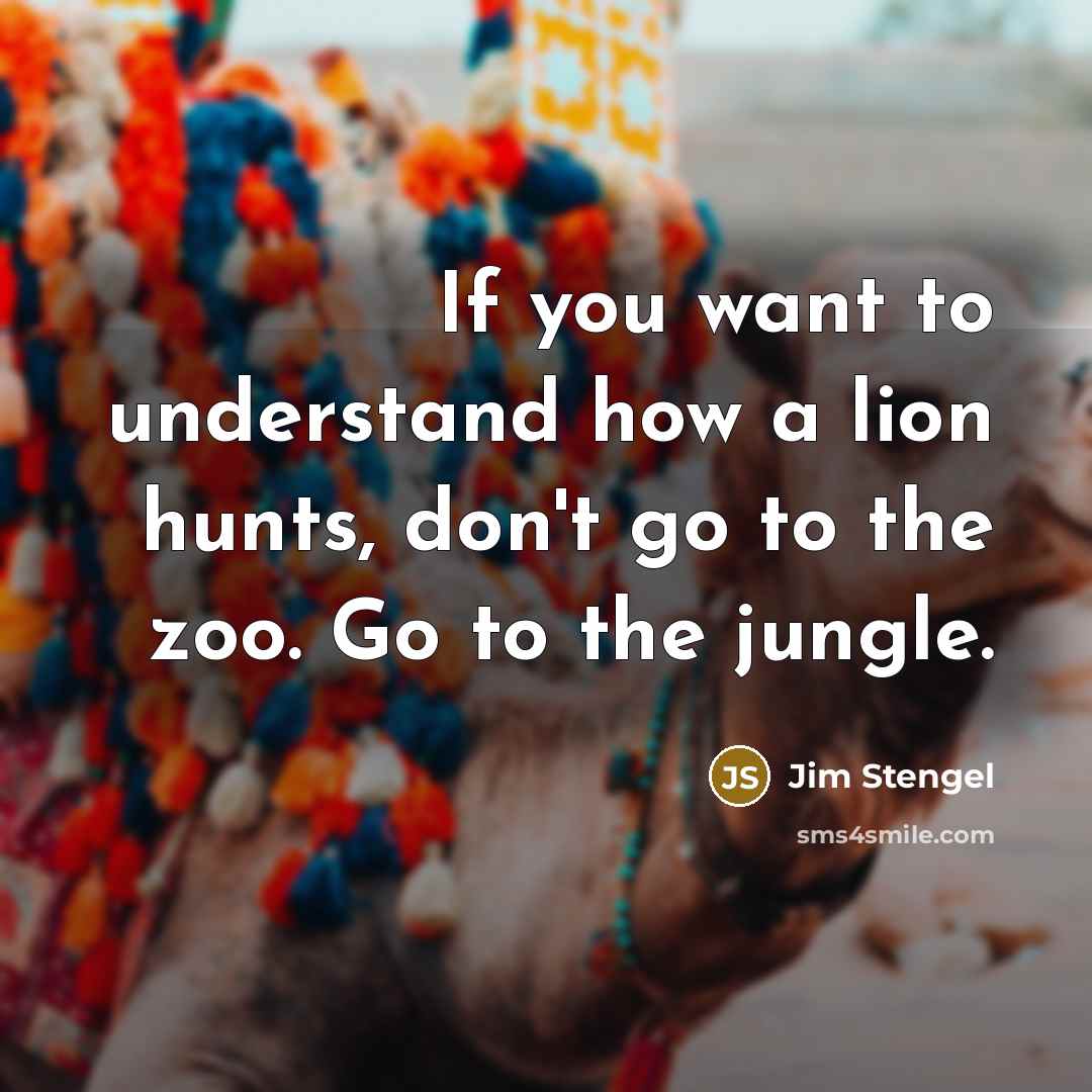 “If you want to understand how a lion hunts, don't…” quote by Jim Stengel