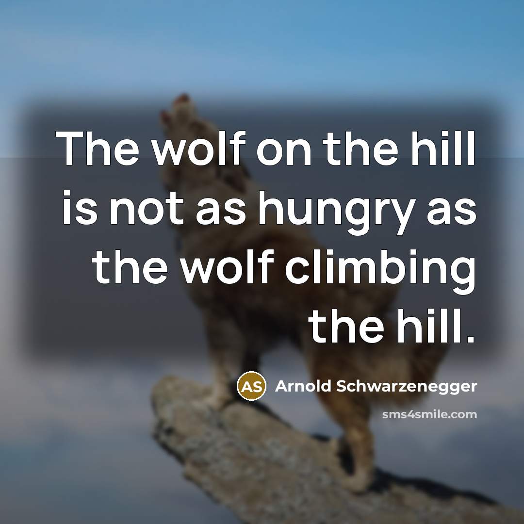 “The wolf on the hill is not as hungry as…” quote by Arnold Schwarzenegger