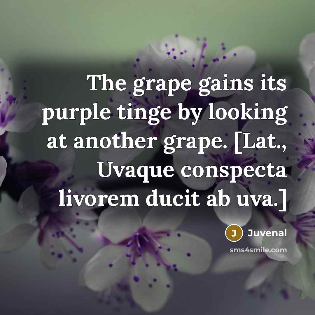 “The grape gains its purple tinge by looking at another…” quote by Juvenal