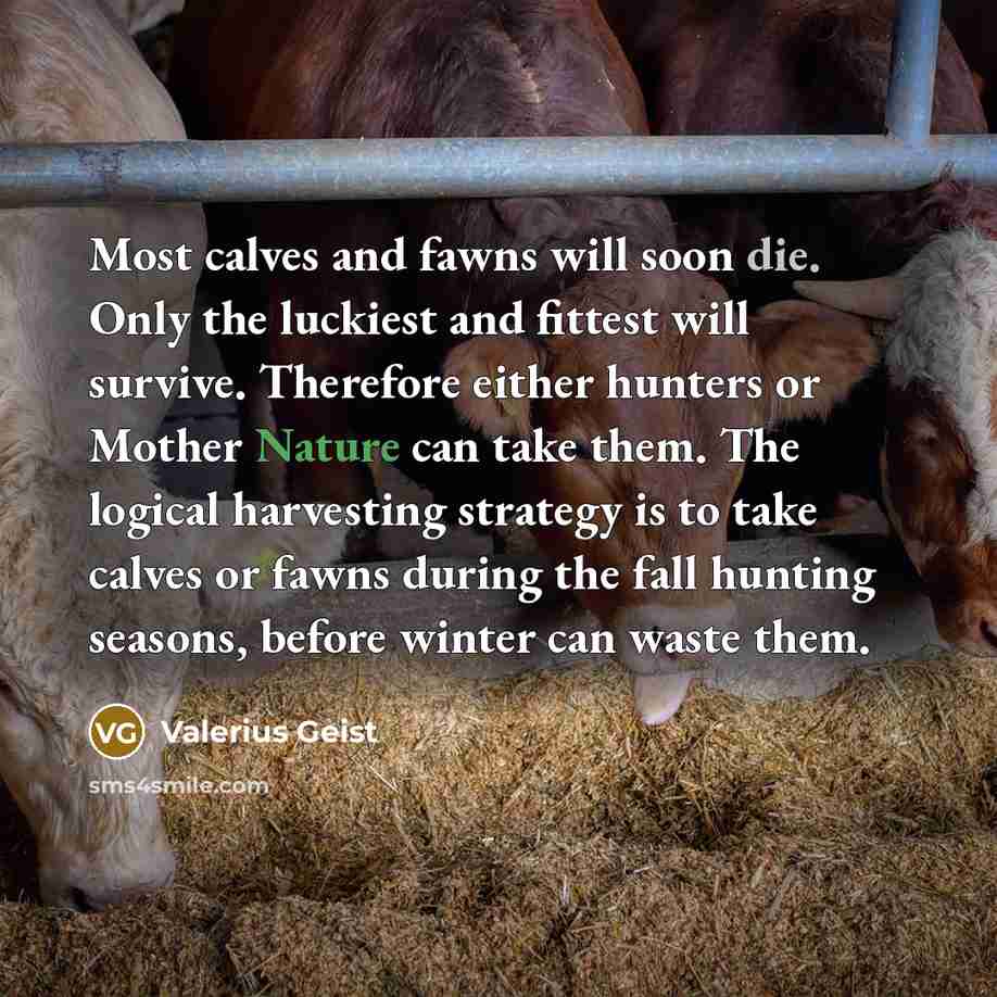 “Most calves and fawns will soon die. Only the luckiest…” quote by Valerius Geist