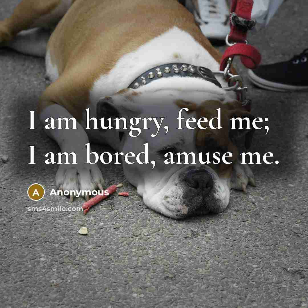 “I am hungry, feed me; I am bored, amuse me.…” quote by Anonymous