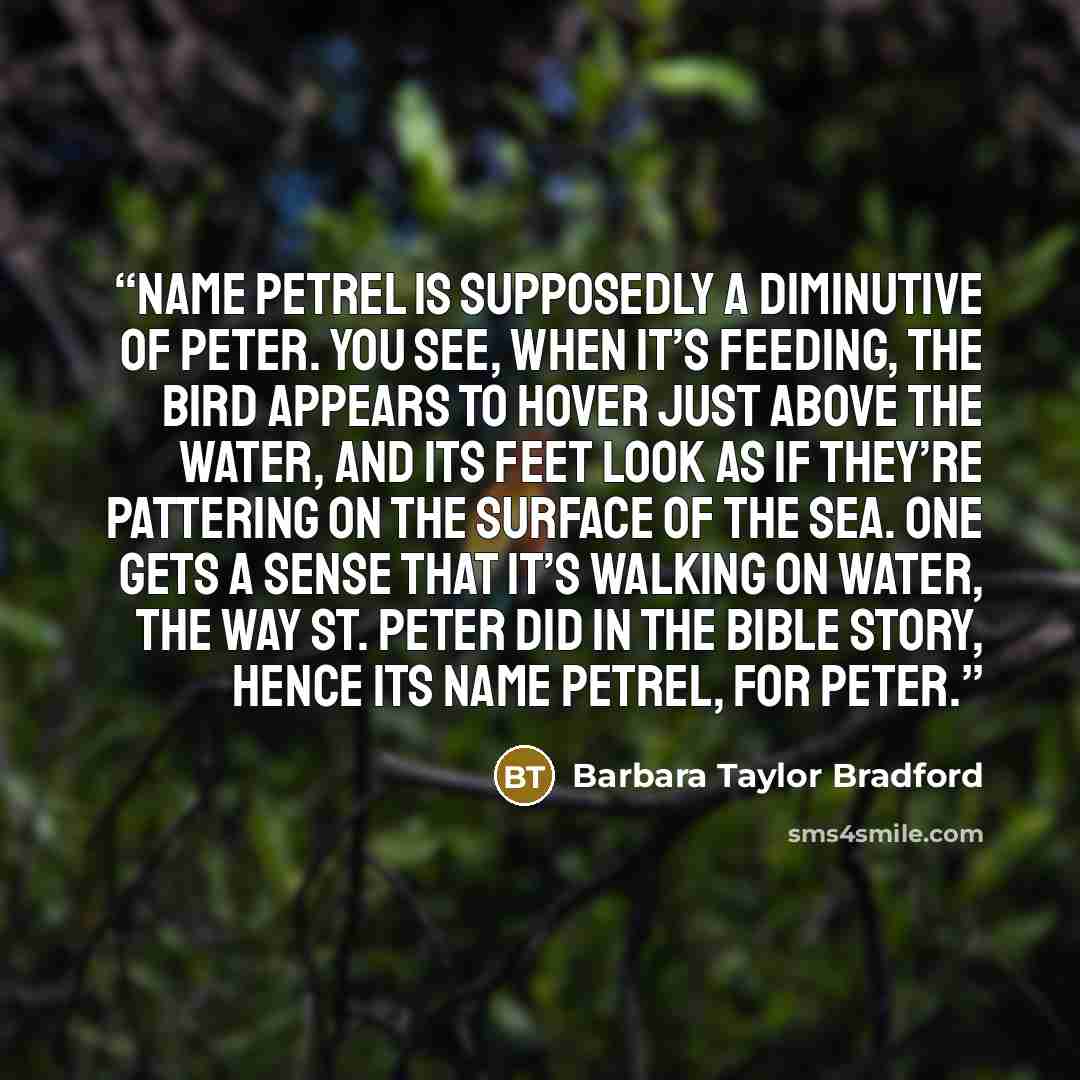 “name petrel is supposedly a diminutive of Peter. You see, when it’s feeding, the bird appears to hover just above the water, and its feet look as if they’re pattering on the surface of the sea. One gets a sense that it’s walking on water, the way St. Peter did in the Bible story, hence its name…” quote by Barbara Taylor Bradford