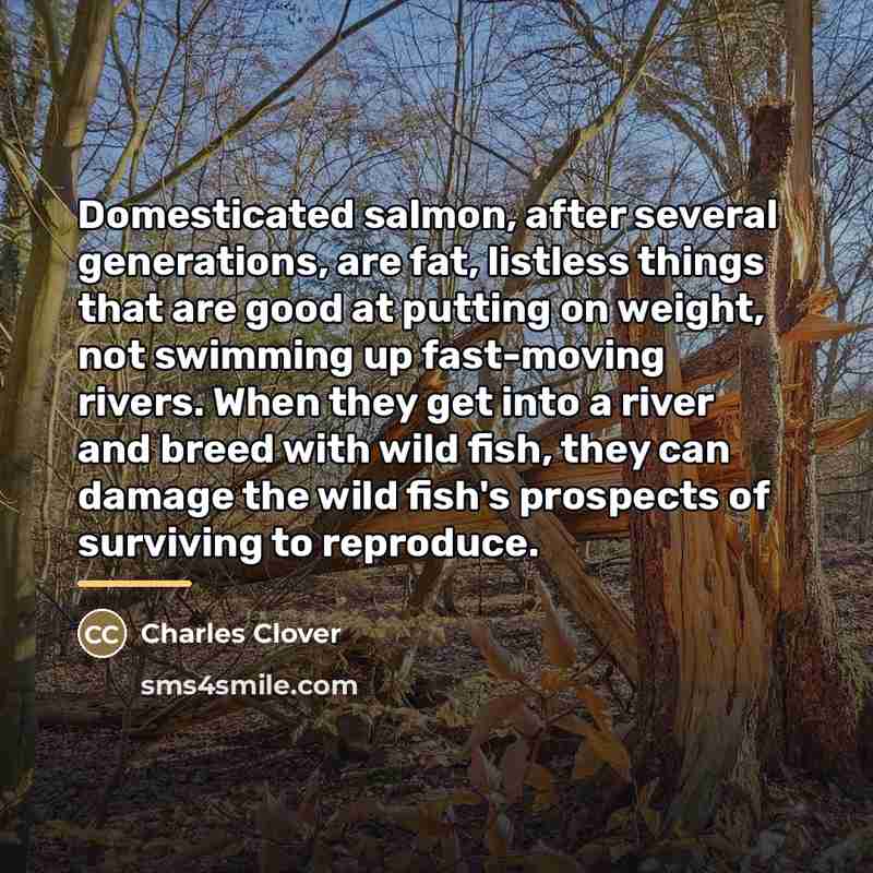 “Domesticated salmon, after several generations, are fat, listless things that…” quote by Charles Clover