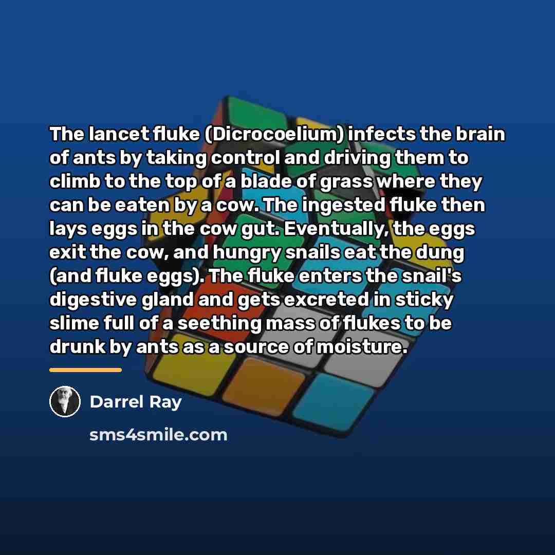 “The lancet fluke (Dicrocoelium) infects the brain of ants by…” quote by Darrel Ray