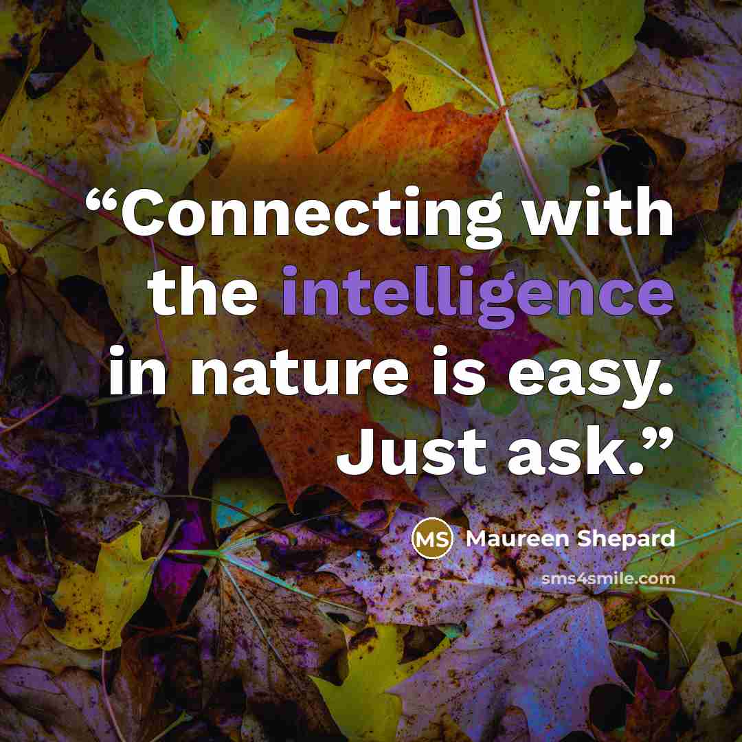 “Connecting with the intelligence in nature is easy. Just ask.” quote by Maureen Shepard