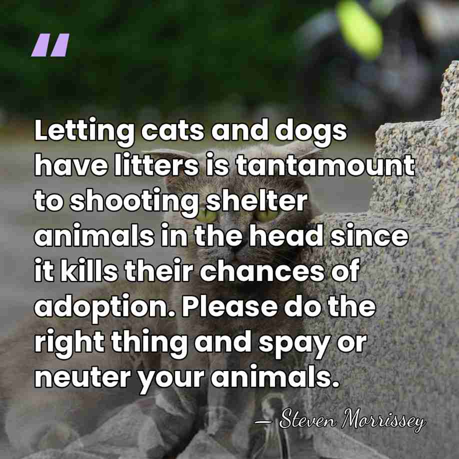 Letting cats and dogs have litters is tantamount to shooting shelter animals&hellip; - Steven Morrissey