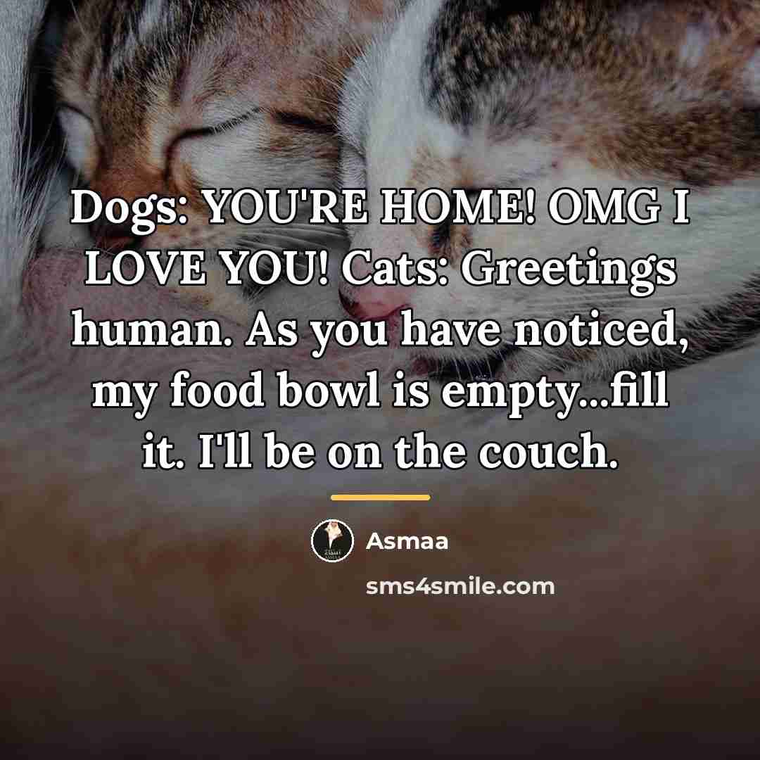 “Dogs: YOU'RE HOME! OMG I LOVE YOU! Cats: Greetings human.…” quote by Asmaa