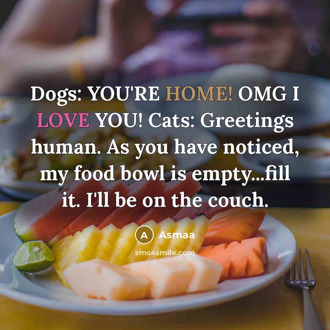 “Dogs: YOU'RE HOME! OMG I LOVE YOU! Cats: Greetings human. As you have noticed, my food bowl is empty...fill it. I'll be on the couch.” quote by Asmaa