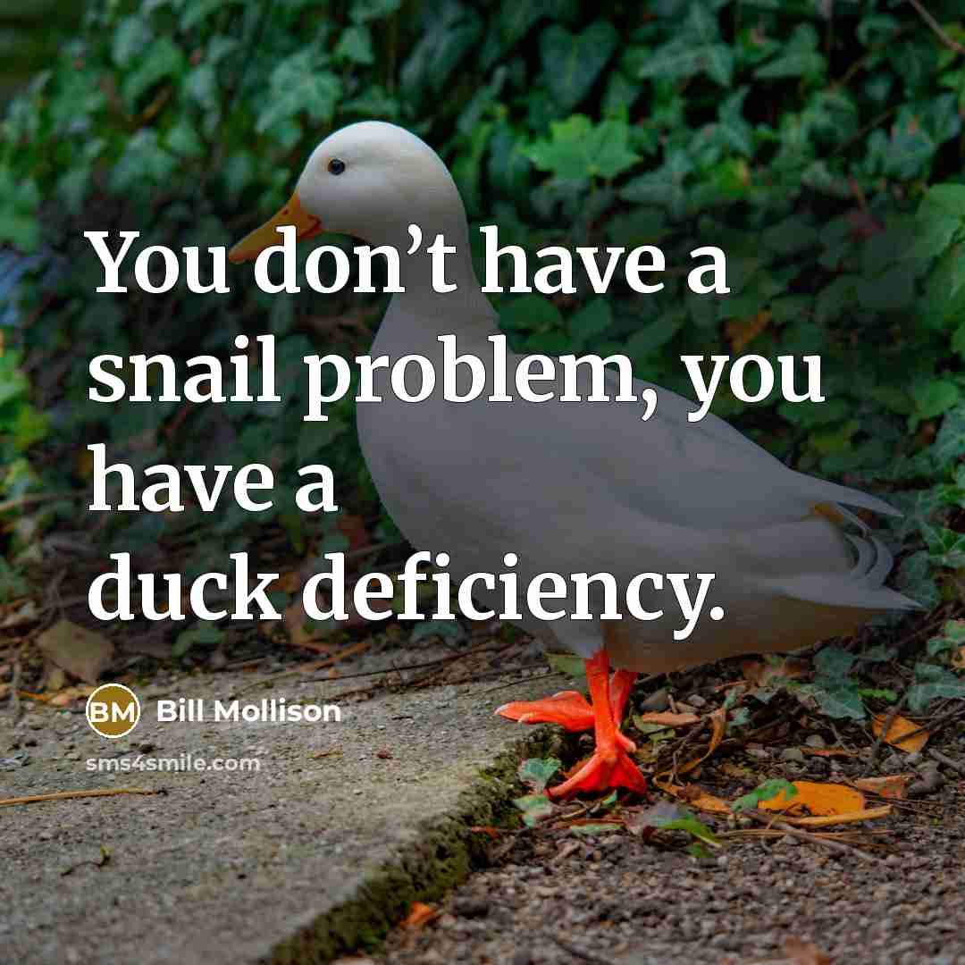 “You don’t have a snail problem, you have a duck…” quote by Bill Mollison