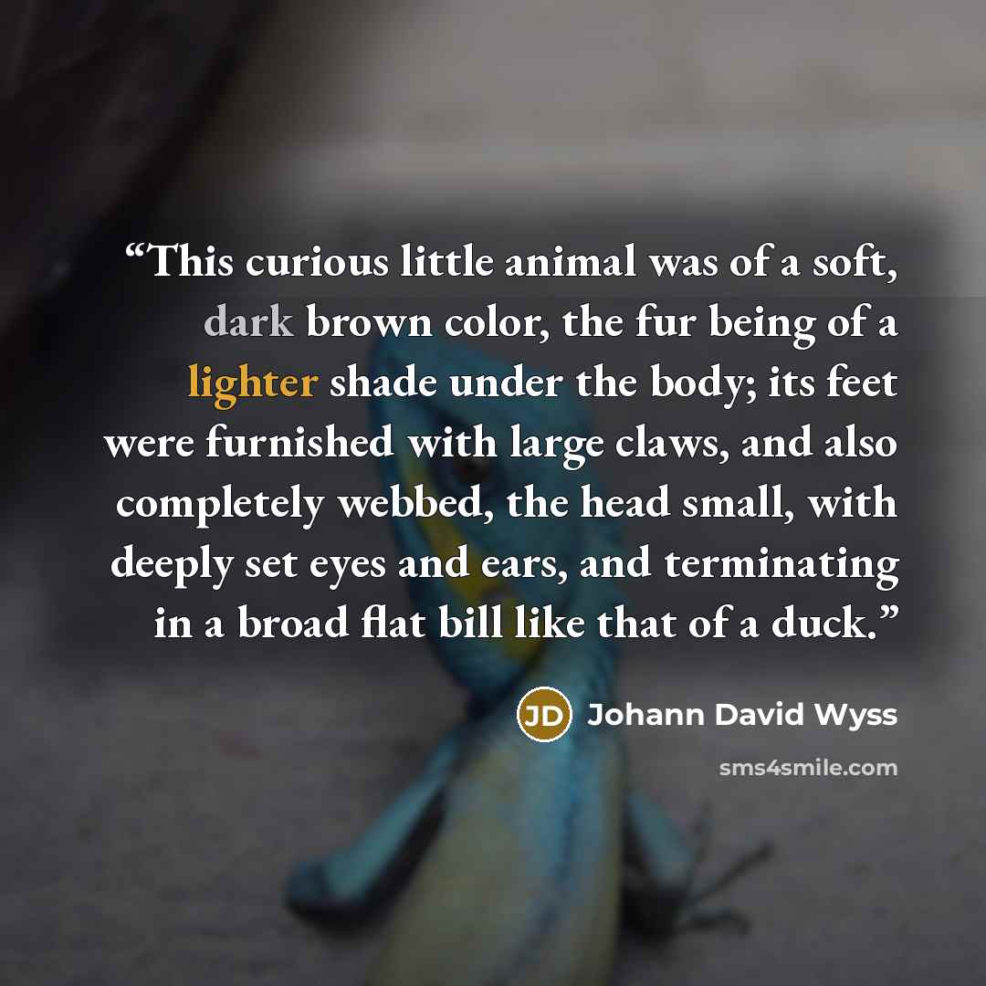 “This curious little animal was of a soft, dark brown color, the fur being of a lighter shade under the body; its feet were furnished with large claws, and also completely webbed, the head small, with deeply set eyes and ears, and terminating in a broad flat bill like that of a duck.” quote by Johann David Wyss