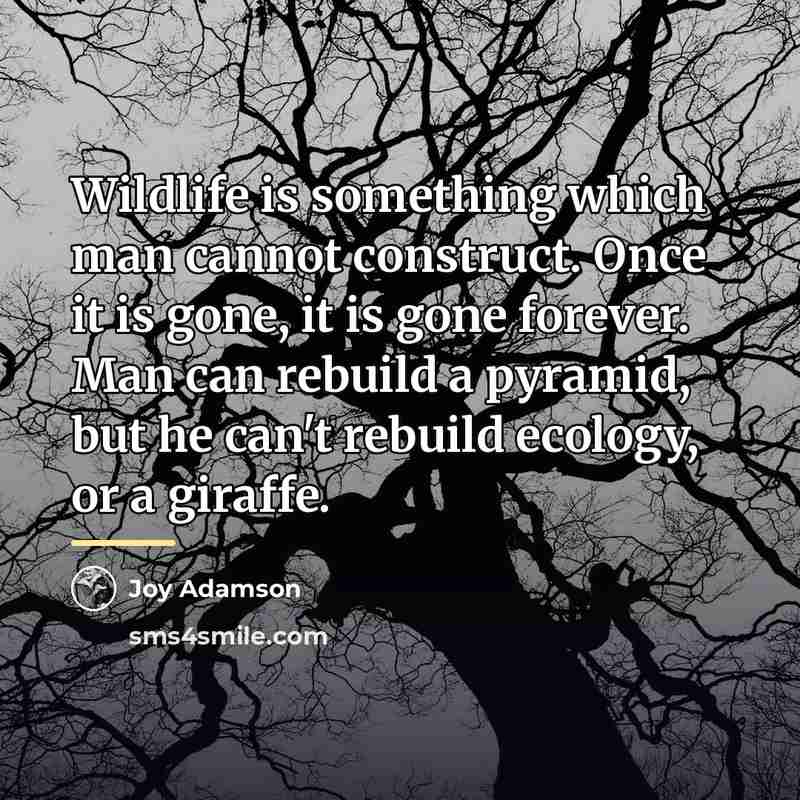 “Wildlife is something which man cannot construct. Once it is…” quote by Joy Adamson