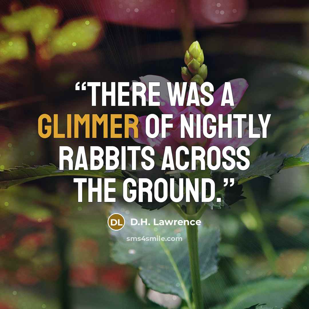 “There was a glimmer of nightly rabbits across the ground.” quote by D.H. Lawrence