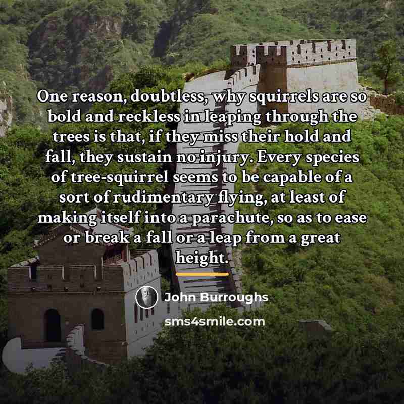 “One reason, doubtless, why squirrels are so bold and reckless…” quote by John Burroughs