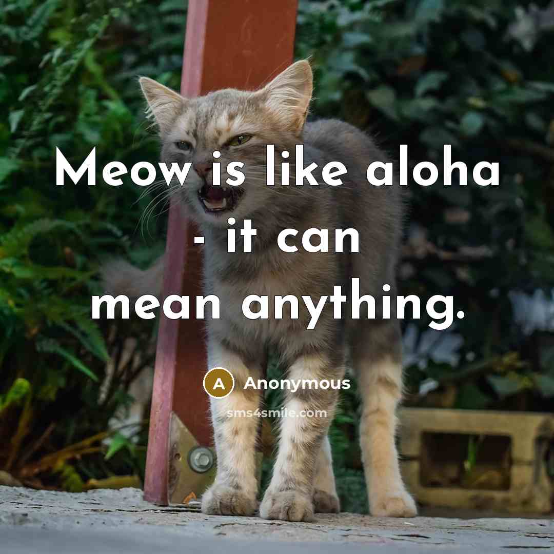 “Meow is like aloha - it can mean anything.…” quote by Anonymous