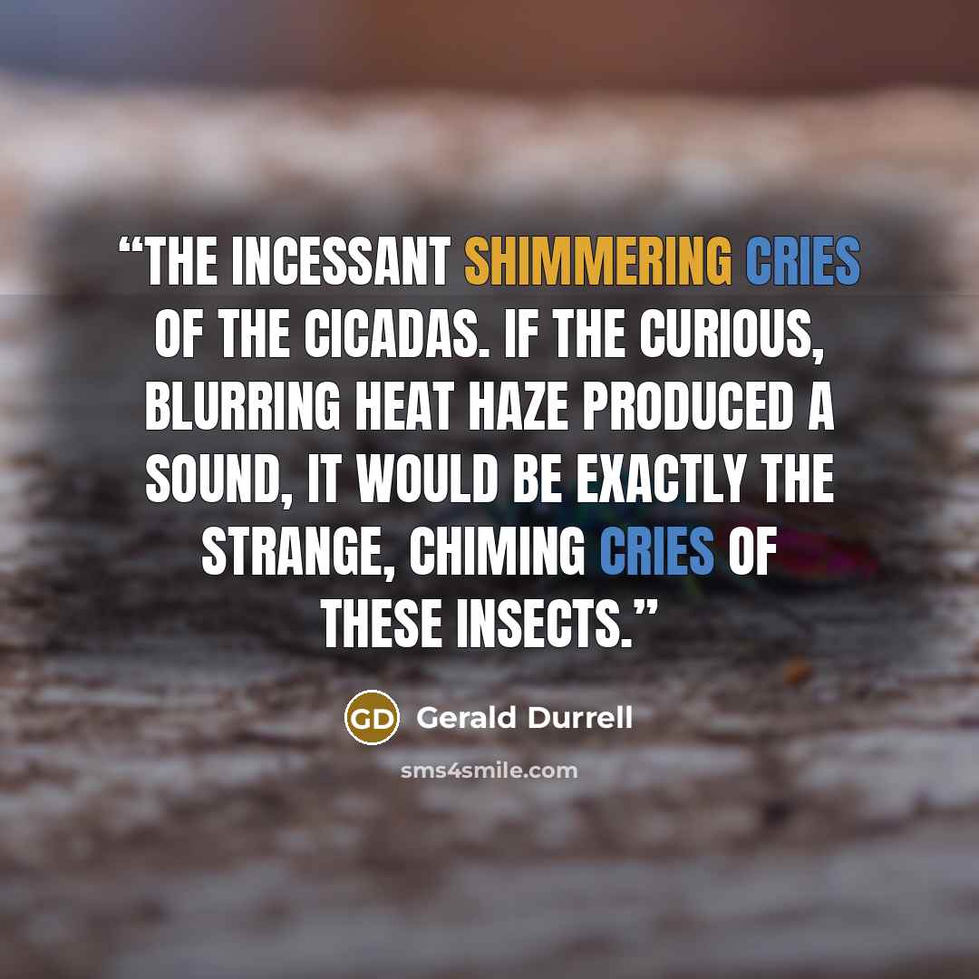 “the incessant shimmering cries of the cicadas. If the curious, blurring heat haze produced a sound, it would be exactly the strange, chiming cries of these insects.” quote by Gerald Durrell