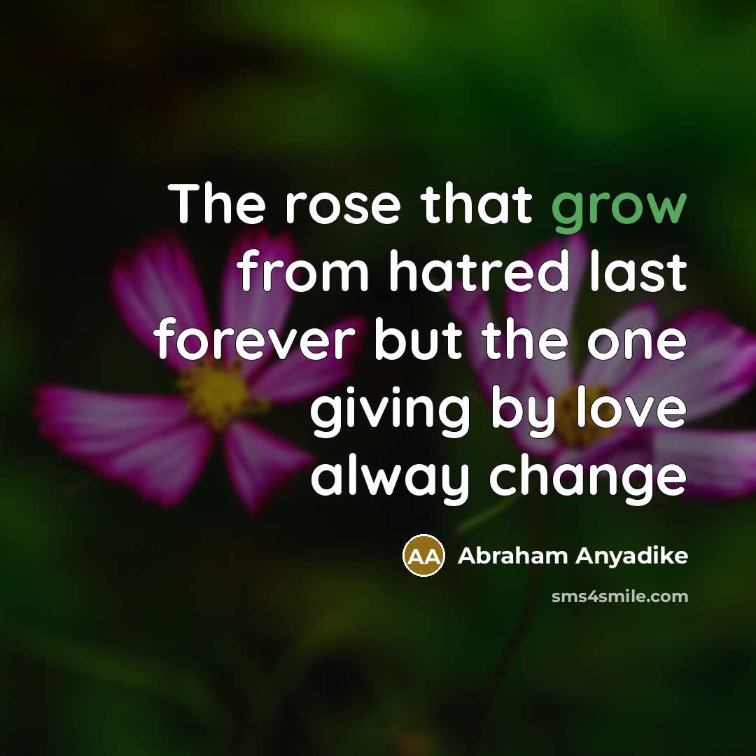 “The rose that grow from hatred last forever but the…” quote by Abraham Anyadike