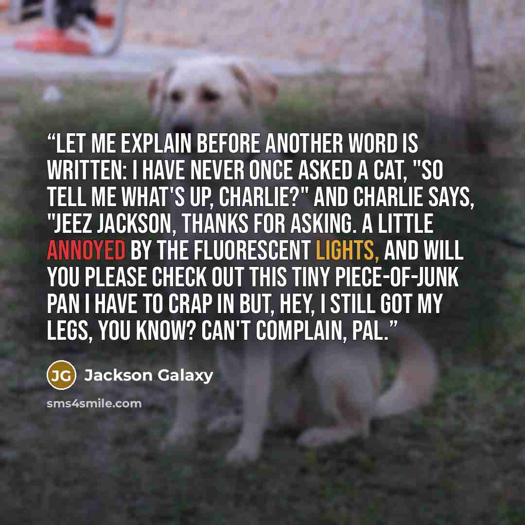 “Let me explain before another word is written: I have never once asked a cat, "So tell me what's up, Charlie?" and Charlie says, "Jeez Jackson, thanks for asking. A little annoyed by the fluorescent lights, and will you please check out this tiny piece-of-junk pan I have to crap in but, hey, I…” quote by Jackson Galaxy