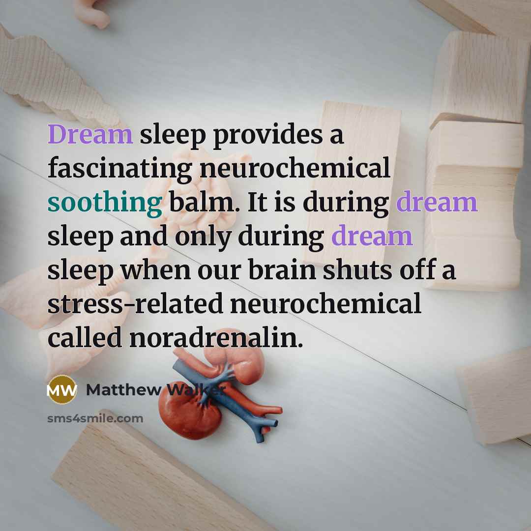 “Dream sleep provides a fascinating neurochemical soothing balm. It is…” quote by Matthew Walker