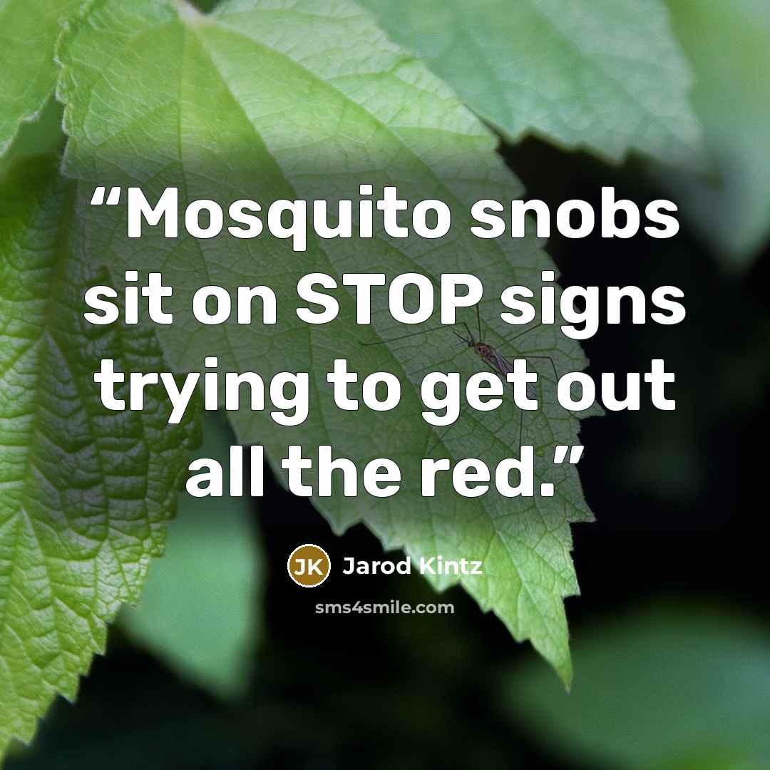 “Mosquito snobs sit on STOP signs trying to get out all the red.” quote by Jarod Kintz