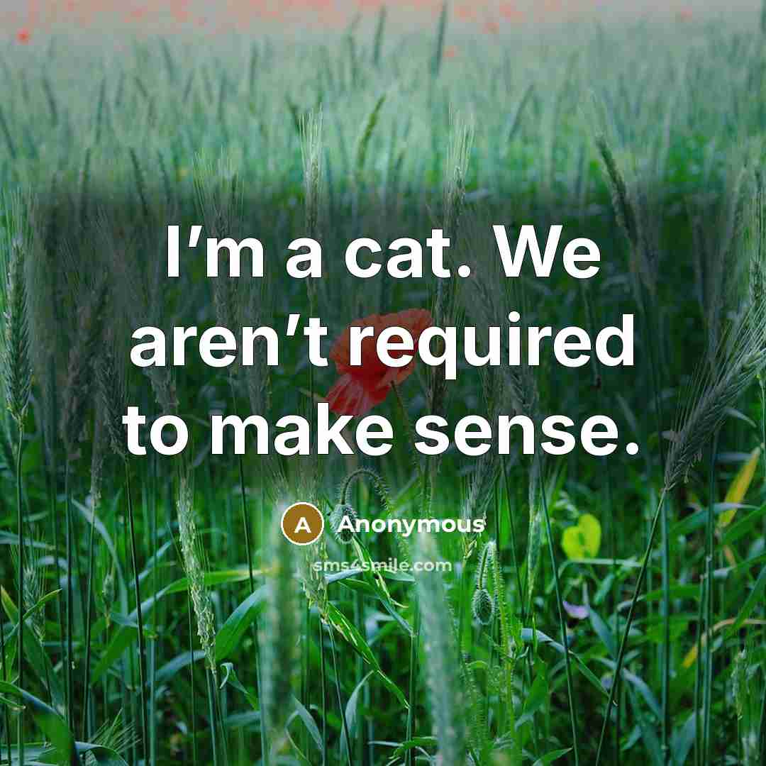 “I’m a cat. We aren’t required to make sense.…” quote by Anonymous