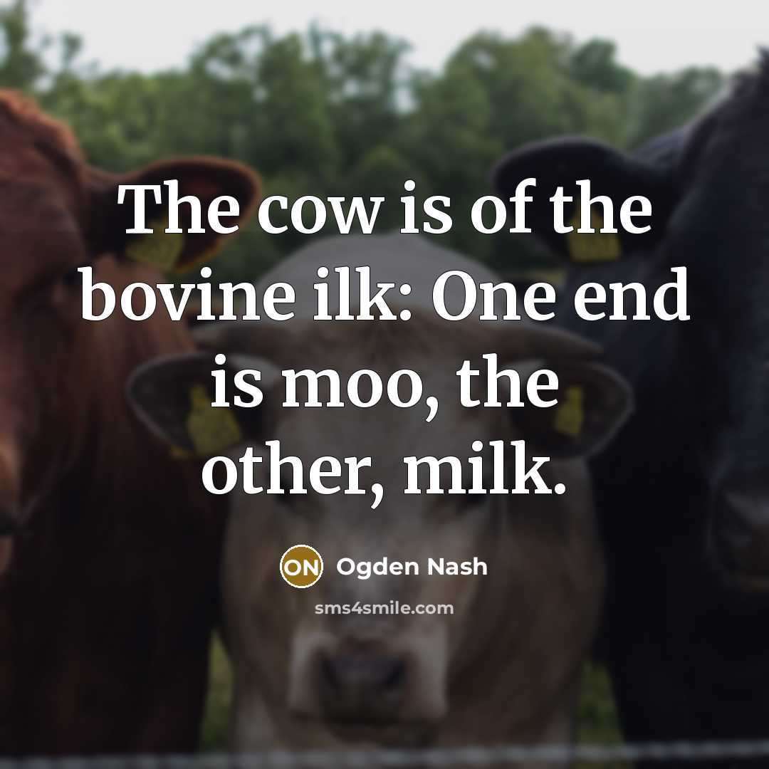 “The cow is of the bovine ilk: One end is…” quote by Ogden Nash