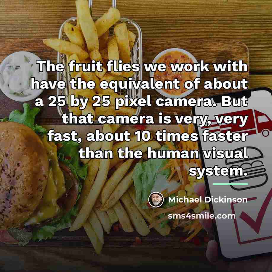 “The fruit flies we work with have the equivalent of…” quote by Michael Dickinson
