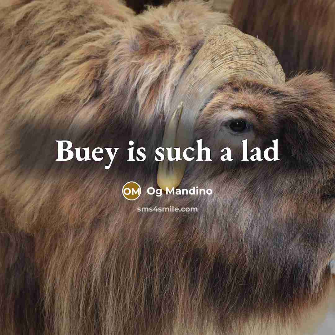 “Buey is such a lad” quote by Og Mandino