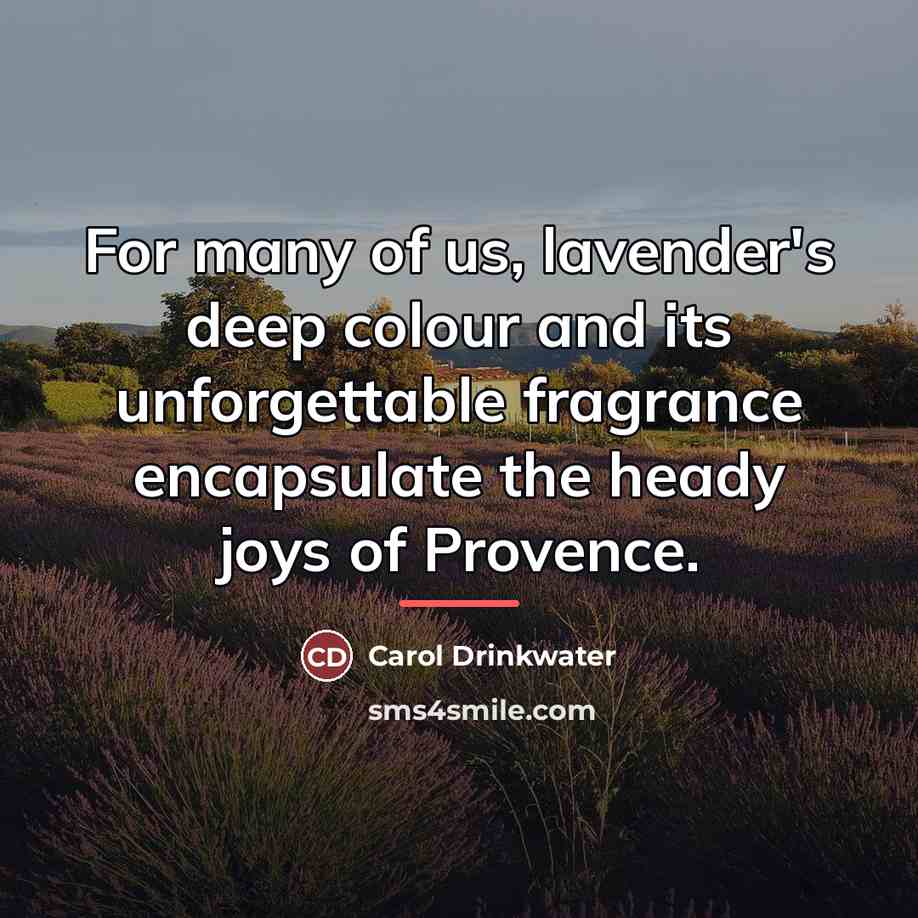 “For many of us, lavender's deep colour and its unforgettable…” quote by Carol Drinkwater