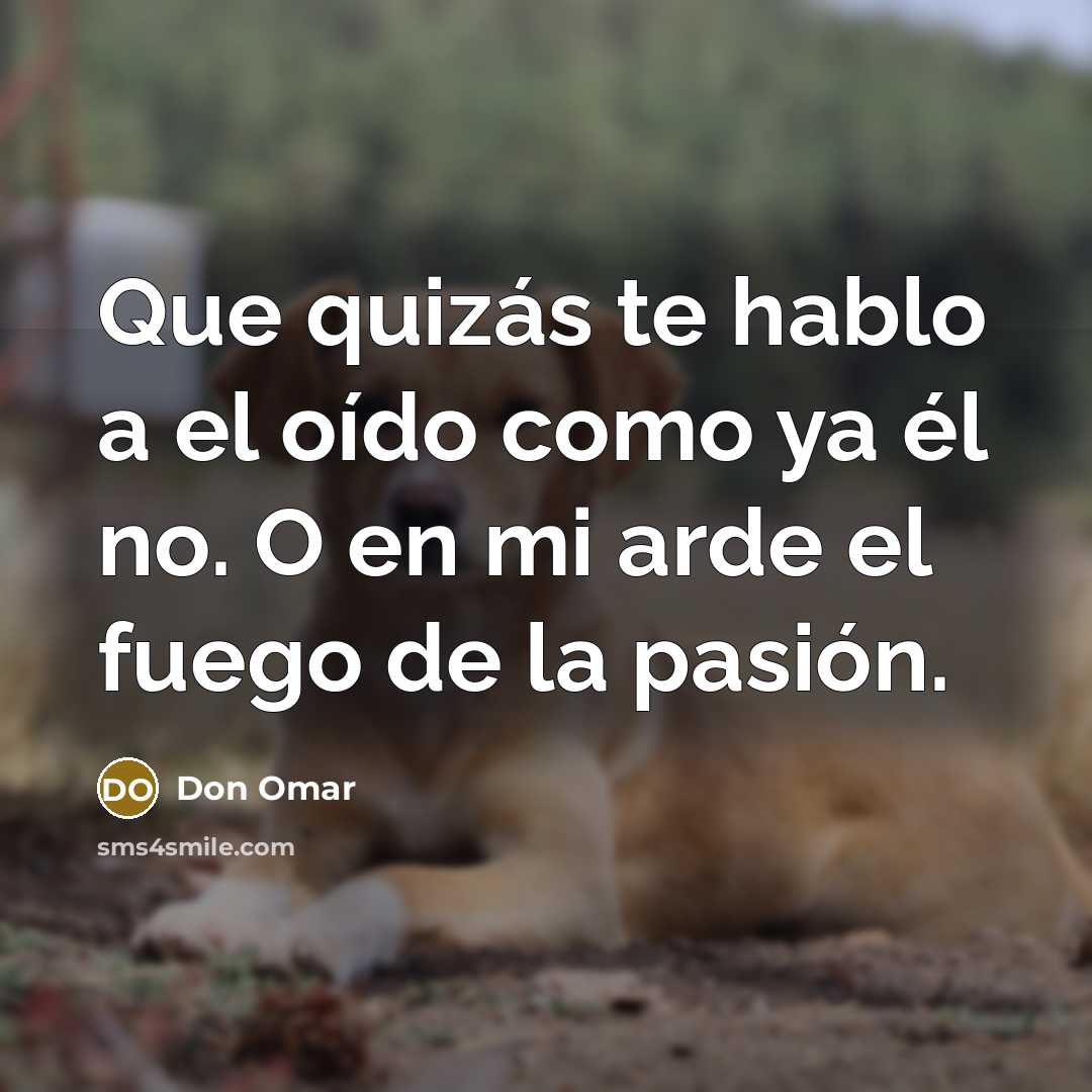 “Que quizás te hablo a el oído como ya él…” quote by Don Omar