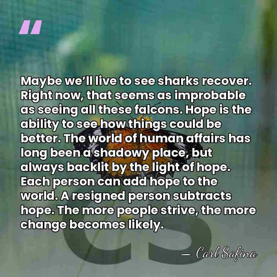 Maybe we’ll live to see sharks recover. Right now, that seems as&hellip; - Carl Safina