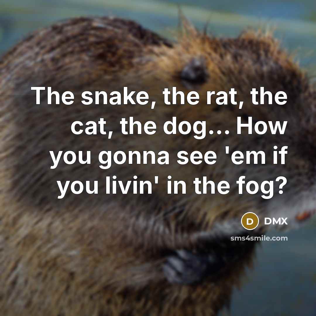 “The snake, the rat, the cat, the dog... How you…” quote by DMX