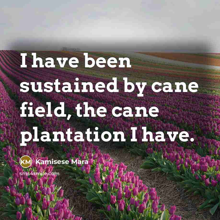 “I have been sustained by cane field, the cane plantation…” quote by Kamisese Mara