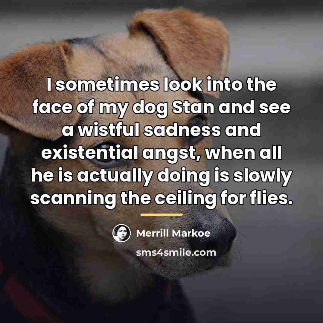 “I sometimes look into the face of my dog Stan…” quote by Merrill Markoe