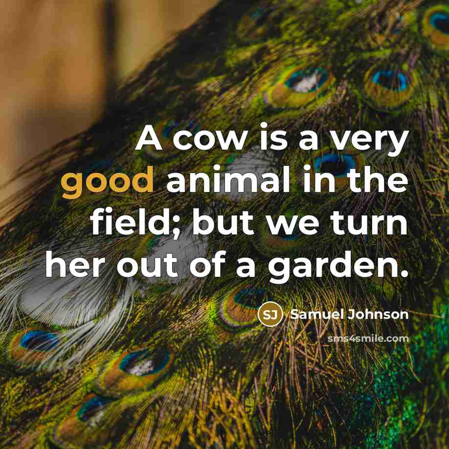 “A cow is a very good animal in the field;…” quote by Samuel Johnson