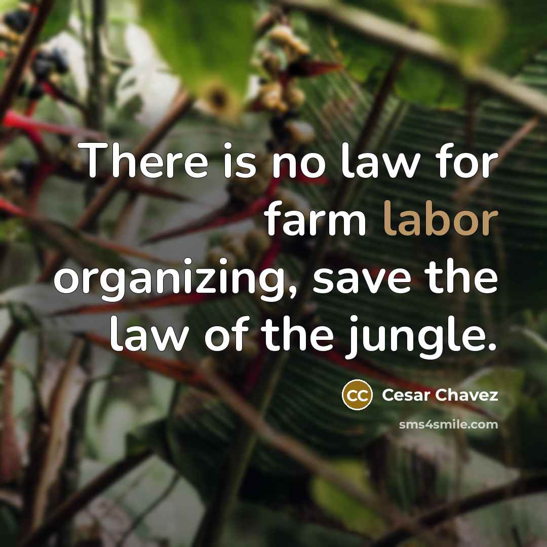 “There is no law for farm labor organizing, save the…” quote by Cesar Chavez