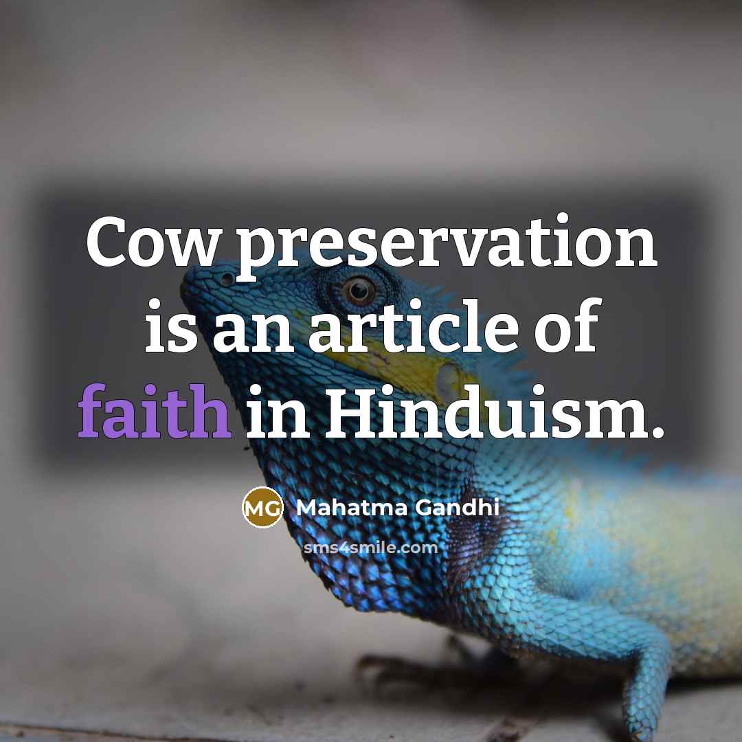 “Cow preservation is an article of faith in Hinduism.” quote by Mahatma Gandhi