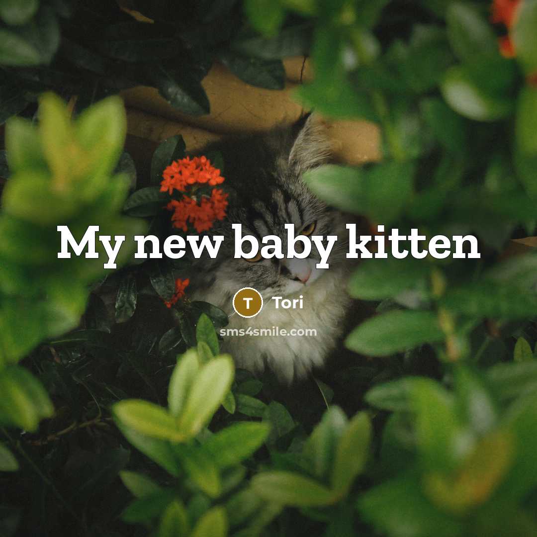 “My new baby kitten” quote by Tori