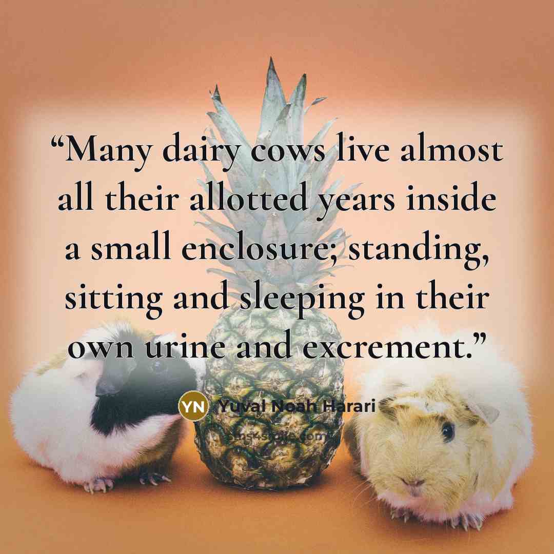 “Many dairy cows live almost all their allotted years inside a small enclosure; standing, sitting and sleeping in their own urine and excrement.” quote by Yuval Noah Harari
