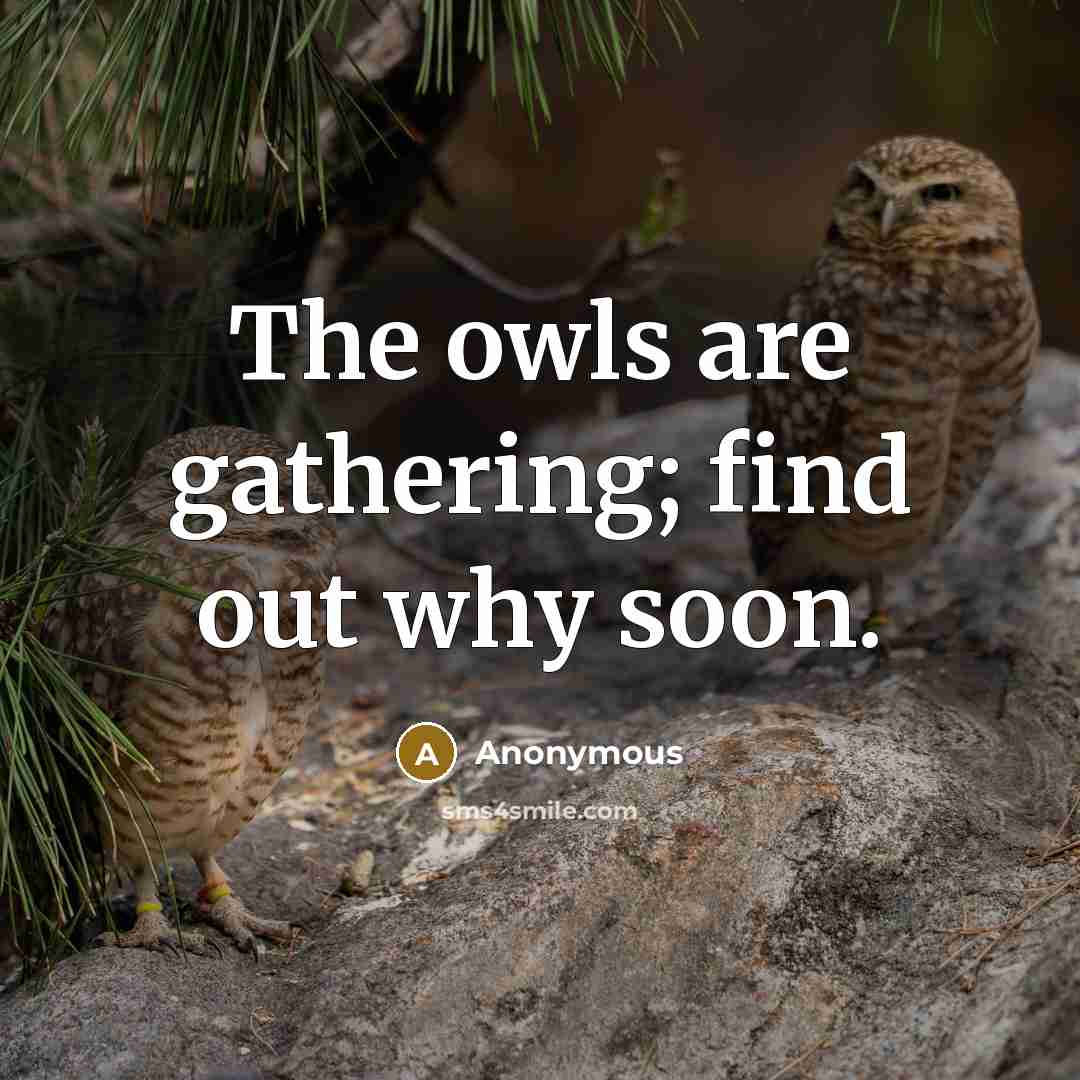 “The owls are gathering; find out why soon.…” quote by Anonymous